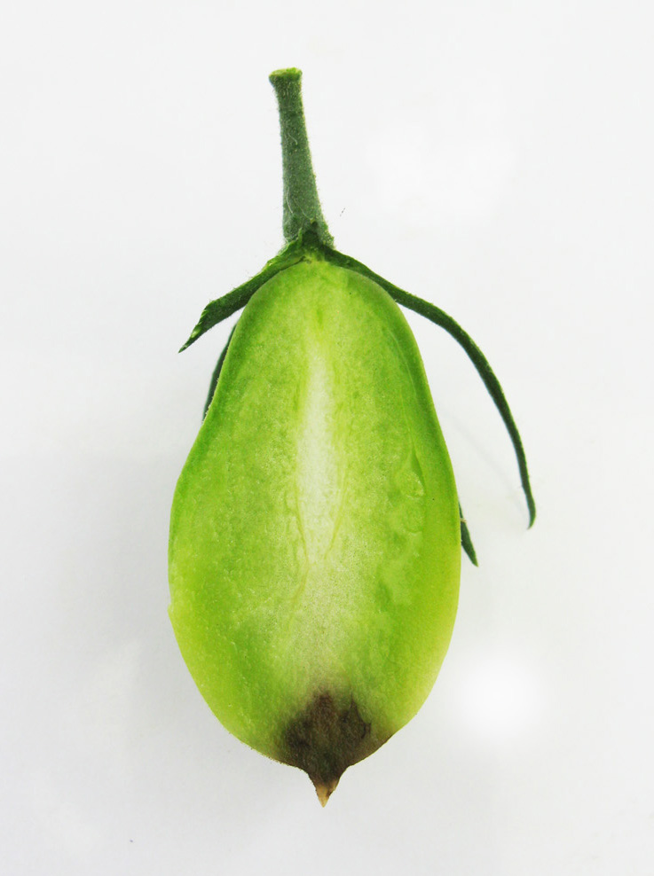 coupe tomate cul noir