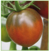 Evans Purple Pear